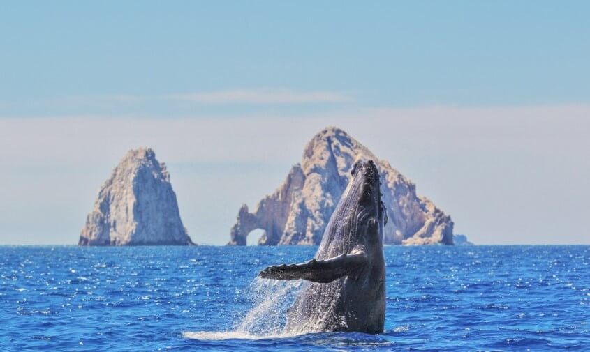 Spektakuläre Natur in Todos Santo, Mexiko